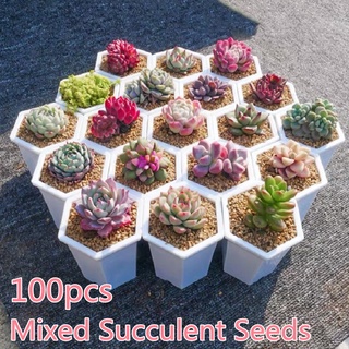 50 เมล็ด Mixed Succulent Seeds เมล็ดบอนสี ไม้ดอกไม้ปะดับ บอลสีแปลกๆ บอนสีสวยๆ หัวบอนสีสวยๆ ต้นบอลสีแปลกๆ ต้นไม้มงคล