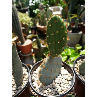 Opuntia Acciculata Dollar ขนาด 6นิ้ว ขายยกกอ