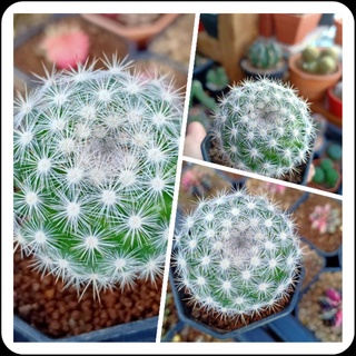 กระบองเพชร  แคนดิด้า สโนบอล แคคตัส Mamillaria Candida Snow Ball ขนาดต้น5ซม.