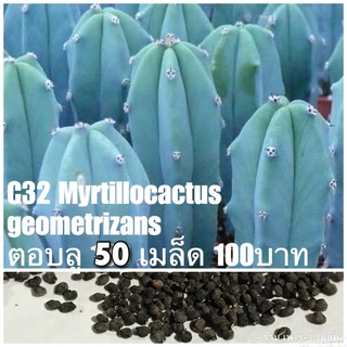 C32 Myrtillocactus geometrizans ตอบลู 50 เมล็ด 100บาท