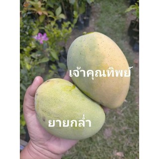 ต้นมะม่วงเจ้าคุณทิพย์ ทาบกิ่ง