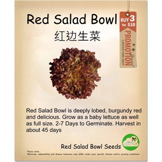 Vegetable Seeds -Red Salad Bowl Lettuce花园/香菜/裙子/头饰/帽子/种子/通心菜/手链/芹菜/向日葵//กุหลาบ KXFF
