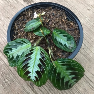 0014 คล้ามาแรนทา ดำ 🌿 Maranta Leuconeura Massangeana or Black Maranta