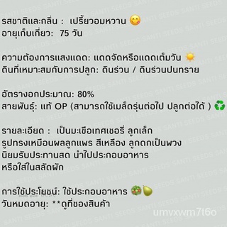 เมล็ดพันธุ์ มะเขือเทศ ลูกแพรสีเหลือง 80 เมล็ด Yellow Pear Tomato seed เมล็ดพันธุ์แท้ นำเข้าจากต่างประเทศ ปลูกผัก สวนครัว
