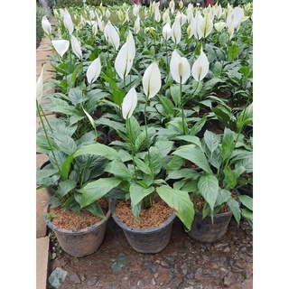 Peace lily ดอกเดหลี ดอกสีขาว ส่งพร้อมกระถาง10นิ้ว