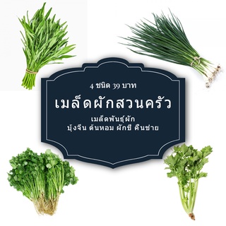 🌱เมล็ดพันธุ์ผัก4ชนิด ผักบุ้งจีน ต้นหอม ผักชี คื่นช่าย พันธุ์พื้นบ้าน 1000+ เมล็ด 39 บาท 📌งอกดีมีคู่มือการปลูก/ผักสวนครัว