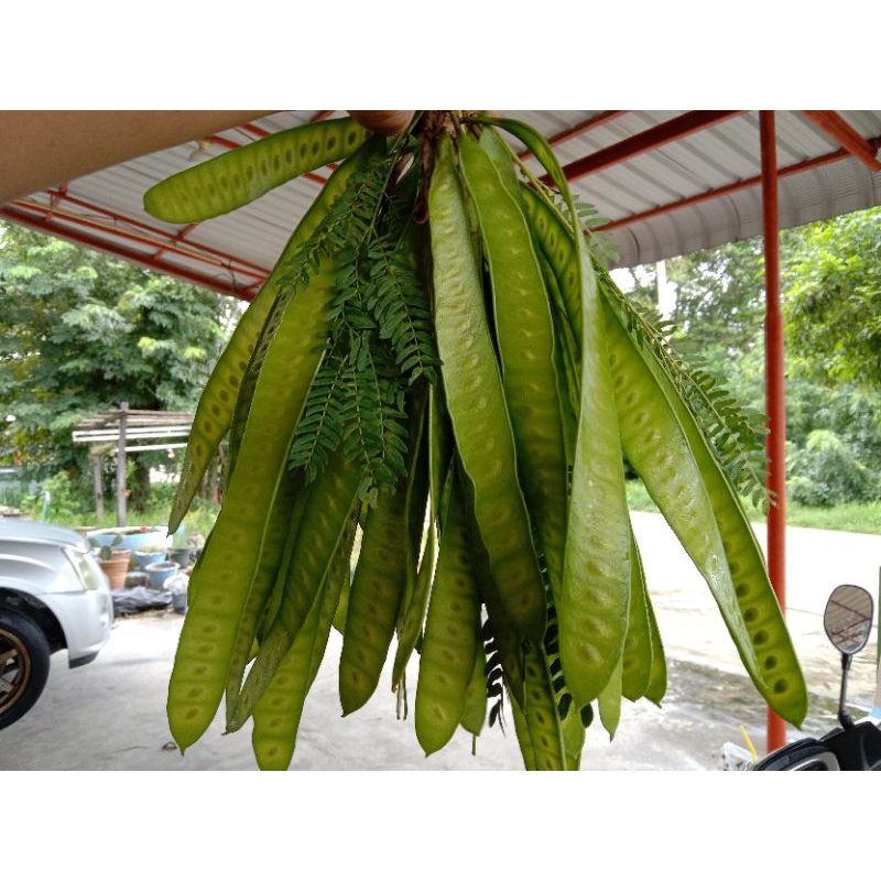 ฝักกระถินอ่อน กระถินกินยอด กระถินกินฝัก - รูปที่ 2