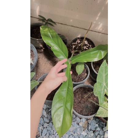 ต้น Philodendron 69686 🌱 > ฟิโลเดนดรอน 69686 < ไม้สะสม ไม้ฟอกอากาศ ไม้หายาก ไม้กระแส