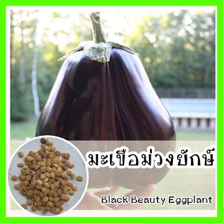 พร้อมส่ง ❗ รหัส 063 เมล็ดพันธุ์แท้ OP แท้ 100 % มะเขือม่วงยักษ์ - Black Beauty Eggplant รสชาติดี นิยมปลูกกันมาก