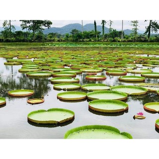 เมล็ดพันธุ์บัววิคตอเรีย(บัวกระด้ง)
ใบบัวใหญ่ยักษ์ คนนั่งได้