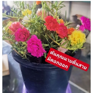 💐ต้นคุณนายตื่นสาย🌸ต้นไม้มองแล้วคายเครียด​ได้