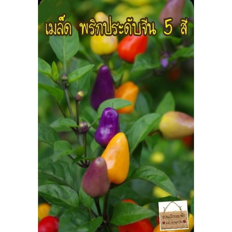 เมล็ดพริกประดับ rainbow chili pepper เมล็ดแท้นำเข้า พันธุ์แท้100% สายพันธุ์ OP