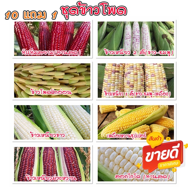 ชุดข้าวโพด เมล็ดพันธุ์ข้าวโพดทุกสายพันธุ์ 2-20 เมล็ด ปลูกง่าย พันธุ์แท้ ผลผลิตเร็ว ราคาถูก 9บ. [10 แถม1คละได้]