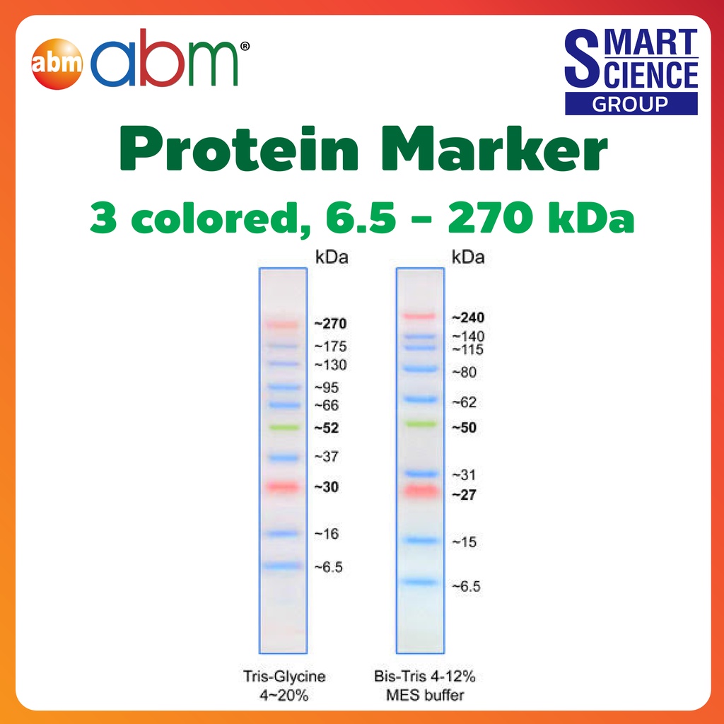 OptiProtein Ultra Marker Protein Marker ready to use 3 colored 6.5