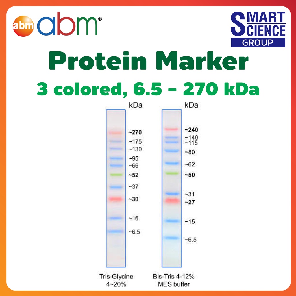 opti-protein-ultra-marker-protein-marker-ready-to-use-3-colored-6-5