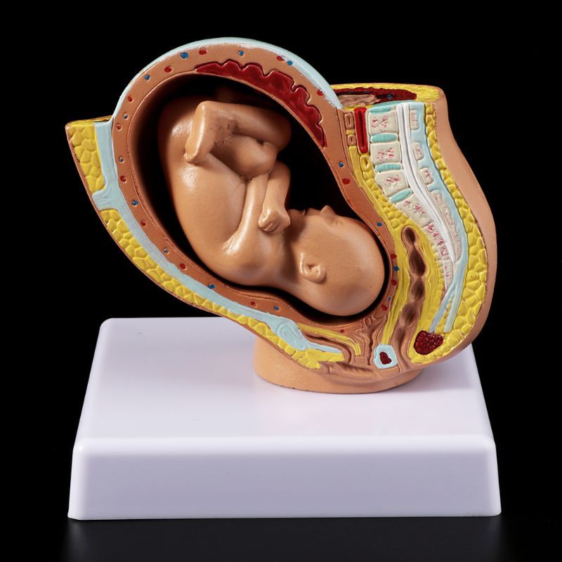 9th Month Baby Fetus Foetus การตั้งครรภ์ Human Pregnancy Fetal Development Medical Model