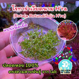 โรทาร่าเวียดนาม Hra [Rotala Rotundifolia Hra] แบบเนื้อเยื่อ ตรงสายพันธุ์จาก Lab กระปุกเดียวปลูกได้เยอะมาก