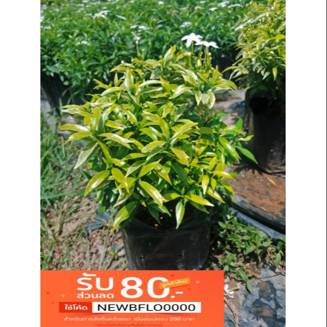 F69 พุดศุภโชค(สีทอง) พุดใบสีทอง ไม้มงคล