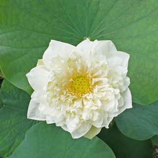 บัวสัตตบงกช🎊สีขาว👉ถูกที่สุด10บ.👉2 เมล็ด🎊ปลูกขายได้ ปลูกประดั…