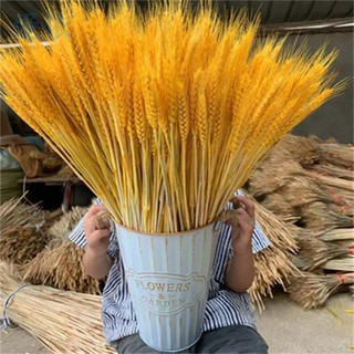 🔥Hot Sale🔥หูข้าวสาลีจำลองการตกแต่งหูข้าวสาลีเปิดหูข้าวสาลีหูข้าวสาลีปลอมจำลองหูข้าวสาลีห้องนั่งเล่นหูข้าวสาลีธรรมชาติด