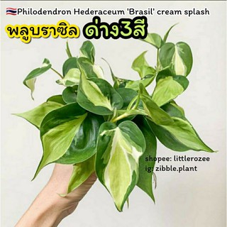 🇹🇭พร้อมส่ง🇹🇭ไม่ใช่พลูธรรมดานะคะ พลูบราซิล ด่าง3สี ไม้ฟอกอากาศ philodendron hederaceum brasil cream splash zibble.plant