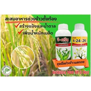 ปุ๋ยน้ำธานอส สูตร 4-24-26 + สาหร่ายสกัดเย็น จี-กรีน ***ชุดคู่สำหรับสะสมอาหารช่วงข้าวตั้งท้อง