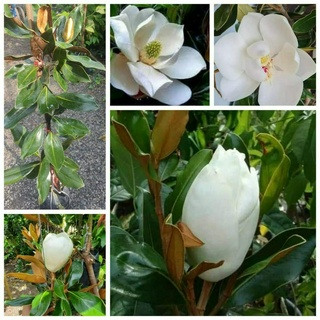 (1ต้น) ต้น แมกโนเลียลิตเติ้ลเจมส์ ต้นแมกโนเลียลิตเติ้ลเจมส์ ลิตเติ้ลเจมส์ แมกโนเลีย ต้นแมกโนเลีย ลิตเติ้ลเจ็ม Magnolia L