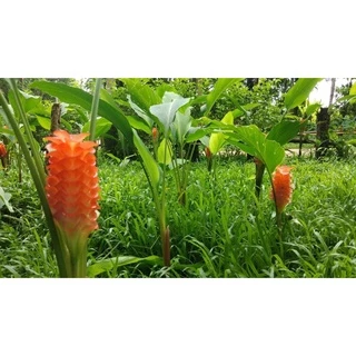 ต้นพันธุ์ ดอกกระเจียว สีส้ม ขายเป็นหัวๆ พร้อมปลูกในถุงดำ 39 บาท