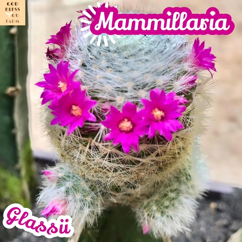 [แมมกลาสซิอาย]Mammillaria Glassii ส่งพร้อมกระถาง แคคตัส Cactus Succulent Haworthia Euphorbia ไม้หายาก พืชอวบน้ำ ไม้หนาม