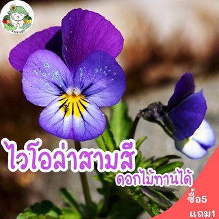 เมล็ดพันธุ์ ไวโอล่าสามสี ดอกไม้กินได้ 100 เมล็ด Viola flower Seed เมล็ดพันธุ์แท้ นำเข้าจากต่างประเทศ ปลูกง่าย