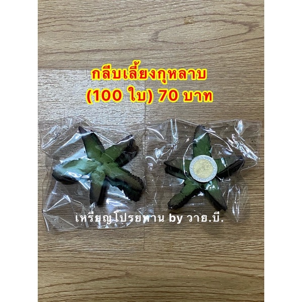 รูปภาพ 7