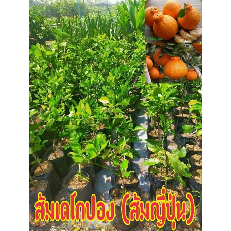 ต้นพันธุ์ส้มสายพันธุ์ญี่ปุ่น "เดโกปอง"