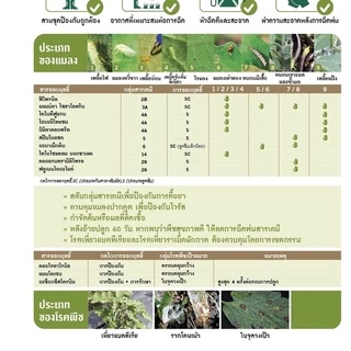 GGEW เมล็ดพันธุ์ มะเขือยาวสีเขียวลูกผสม โทมาฮอค F1 ตราศรแดง 150 เมล็ด ตราศรแดง Long Green Eggplant