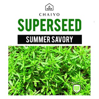 เมล็ดพันธุ์ซัมเมอร์ เซเวอรี่ ชัยโย 400 เมล็ด SUMMER SAVORY 400 SEEDS