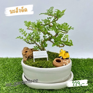 [[ต้นไม้จริง]]🌿🌿สวนถาดไม้มงคล มะสังดัด🌿🌿**ต้นไม้คัดฟอร์มสวยทุกต้น**