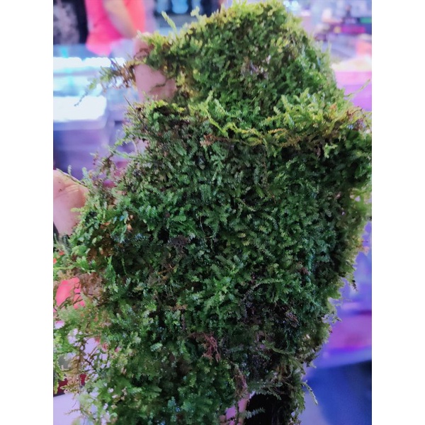 มอสไม้น้ำขนาด 1แผ่นราคา 20 บาท (กำลังสวย)