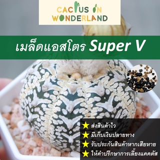 เมล็ดแอสโตร Super V เมล็ดแคคตัส เมล็ดกระบองเพชร