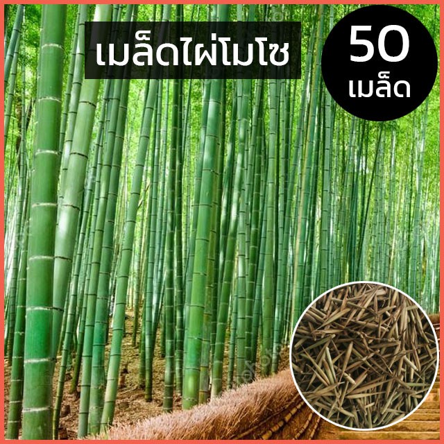 เมล็ดพันธุ์ ไผ่โมโซ Phyllostachys Seeds Moso Bamboo Seed ต้นดอกไม้สวยๆ เมล็ดดอกไม้ พันธุ์ดอกไม้ ต้นไ