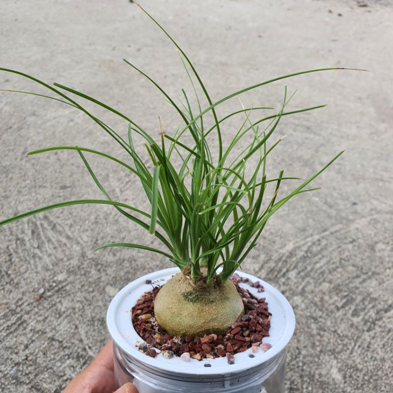 มุมมอง 2