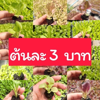 ต้นกล้าผักสลัดต้นละ 3 บาท ผักสลัด 14 ชนิด 🌱