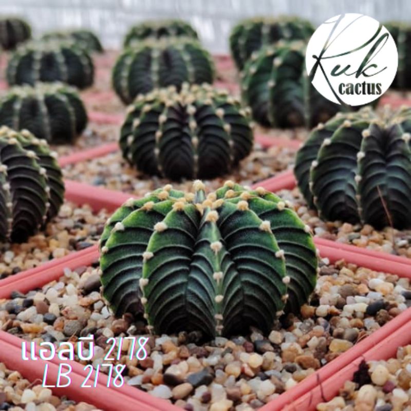 LB2178 / แท้ไม้เมล็ด