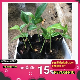 🌱กระวาน ต้นกระวาน พืชสมุนไพร เครื่องเทศ ชำถุงดำ  พร้อมปลูก🌱