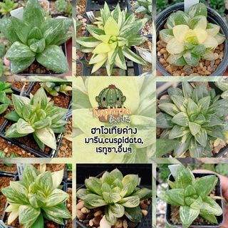 ฮาโวเทียด่าง Haworthia เลือกต้นได้ตามภาพ อัพเดทเรื่อยๆ (ส่งแบบล้างราก)