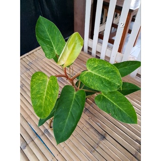 Philodendron Painted Lady  ฟิโลเดนดรอนเพ้นท์เลดี้