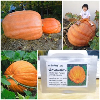 (1  ออนซ์) เมล็ดพันธุ์ ฟักทองยักษ์ (Atlantic Giant Pumpkin Seed) มีประมาณ 70 เมล็ด/Oz