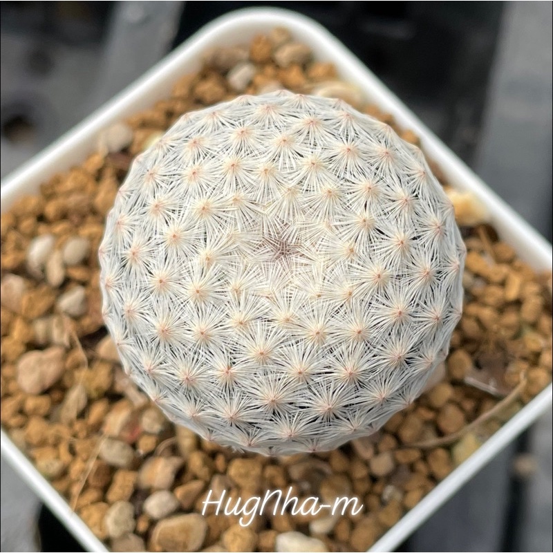 แคคตัส แมมมิลลาเรีย เฮอเรเร่ Mammillaria herrerae /Cactus