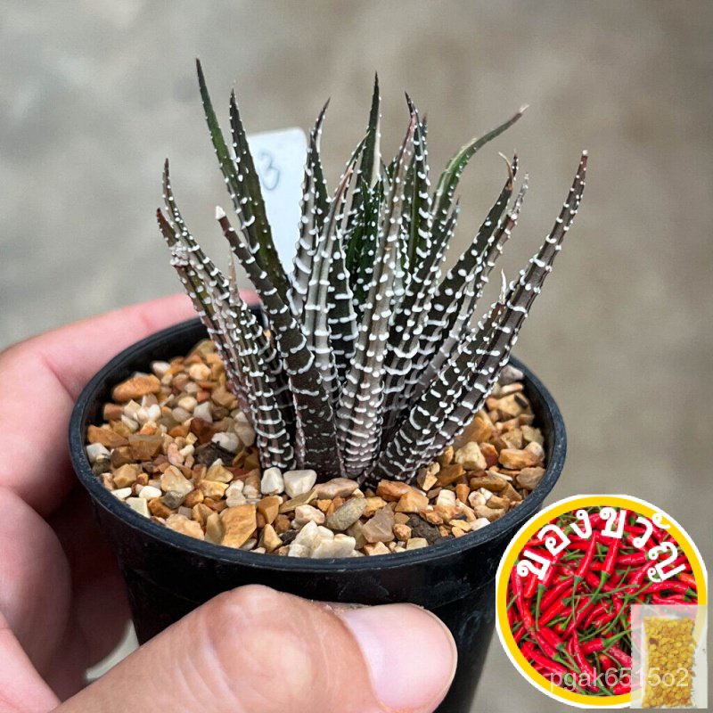 เมล็ดอวบอ้วน100%ม้าลายด่างขาว Haworthia attenuata ไม้อวบน้ำ กุหลาบหิน cactus&amp;succulentหลากหลายสายพันธุ์เมล็ดพืชคุณภาพสูง