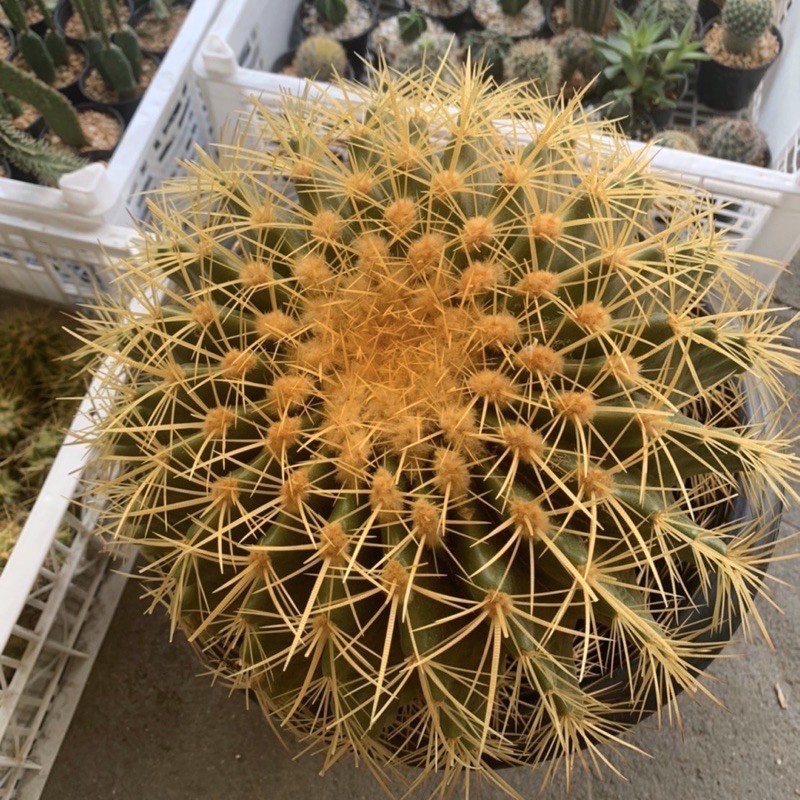 [ถูกสุด] Cactus ถังทอง ขนาด 22-24ซม.และ 26-28 ซม. กระบองเพชร แคคตัส