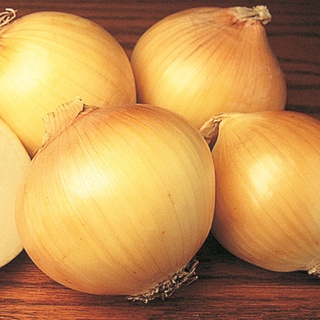 100 เมล็ด เมล็ดหอมหัวใหญ่ สายพันธุ์ หอมใหญ่ Efekt  Onion seeds