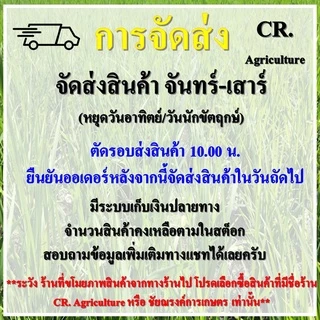 เบอร์กันดี บิสไพริแบคโซเดียม (แถม สารจับใบ) ยาฆ่าหญ้าในนาข้าว ยาเก็บหญ้า สารกำจัดวัชพืช ข้าวนก หญ้าแดง กกทราย หนวดปลาดุก